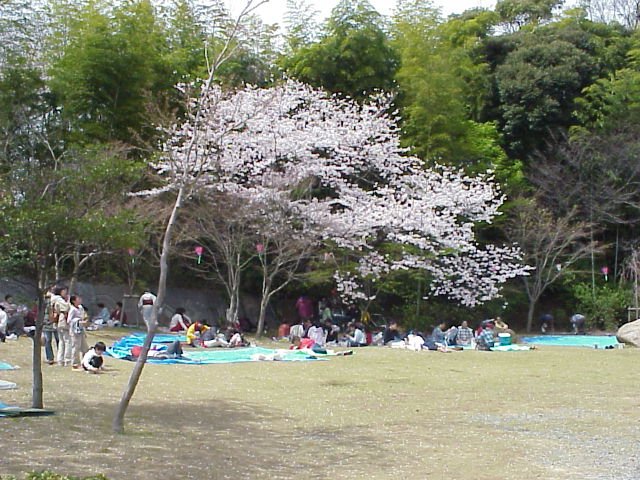 Cherry Blossom Party 1
