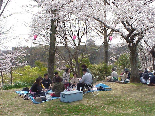 Cherry Blossom Party 2